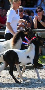 Smitty Stables Bobbi Brown, kampioen hengstveulen minimaat luxe 2016 Smitty Stables Bobbi Brown, kampioen hengstveulen minimaat luxe 2016